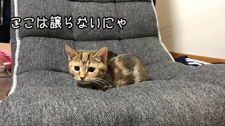 #11 【癒し動画】座椅子を支配するねこを退かそうとしてみたら！I tried to get rid of the cat that ruled the chair.