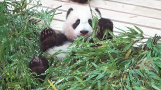 楓浜🍁 埋もれすぎだよー笑 笹に埋もれる赤ちゃんパンダ🐼 隙間から可愛いお顔がみえた！！ #映像提供 #アドベンチャーワールド🐼