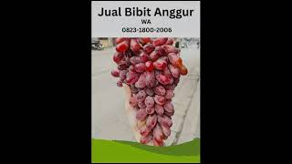 Stok Banyak, WA 0823 1800 2006 Jual Bibit Anggur Merah Kirim Ke Pacitan