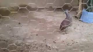 Canto Da Lambu Pé Roxo Fêmea Lambu Pe Vermelho E Lambu Pe Roxo