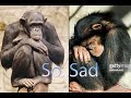 monkey sad moments#shorts #youtub