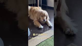 とある休日の朝。#shorts #short #goldenretriever #dog #ゴールデンレトリバー #ゴルパピ #犬#ストーブ