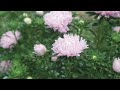 soufflé light pink china aster from johnny s selected seeds