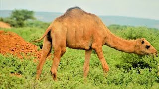 Somali Camel \u0026 beautiful