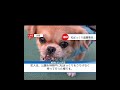 とある公園から伝説の松ぼっくりを盗んだてちꉂ🤣𐤔 柴犬 犬のいる生活 mix news