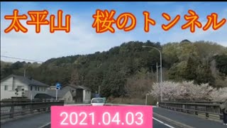 【栃木市】太平山・桜のトンネル