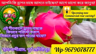 🌵🌵🔥🔥🔥আপনি কি ড্রাগন চাষে আসতে চাইছেন? আগে ভালো করে জানুন!!