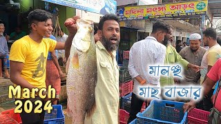 মালঞ্চ মাছের বাজার 2024 || मालंचा मछली बाज़ार पश्चिम बंगाल ||Vetki fish price in kolkata today |