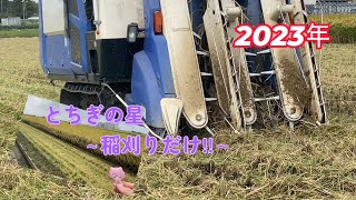 【栃木県産・とちぎの星2023年】稲刈りだけをあげてみた!!