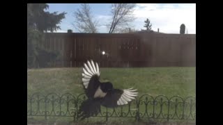 Magpie VS cat.The cat climbs a tree and occupies the Magpie’s nest.