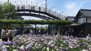 満開‼︎✨　水郷潮来あやめまつり　茨城県潮来市