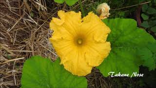 【タイムラプス】カボチャの蔓の伸長と開花