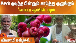 சீசன் முடிந்த பின்னும் காய்த்து குலுங்கும் ‘வாட்டர் ஆப்பிள்’ பழம்.. விவசாயி மகிழ்ச்சி..!!