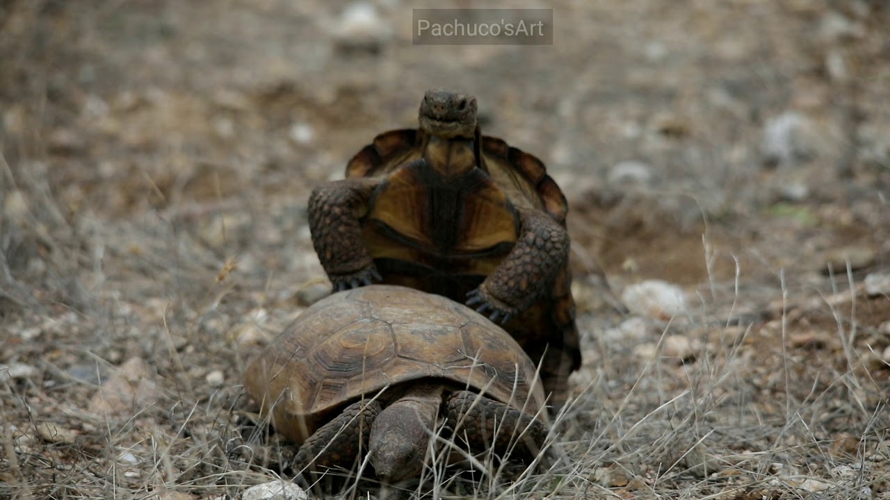 Desert Tortoises Mating - YouTube