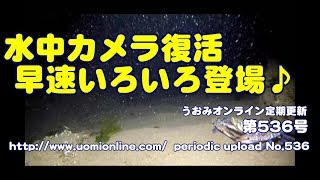 Gopro復帰戦は歓迎されたようです【水中動画の定期更新No.536】