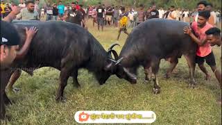 रेड्यांची खतरनाक झुंज// zunj #zunj #bullfightmaharashtra #bullfightgoa