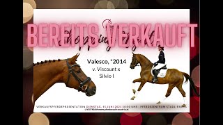 **** SOLD / VERKAUFT **** Verkaufspferd Valesco v. Viscount x Silvio I