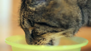 ASMR Cat - Drinking #1