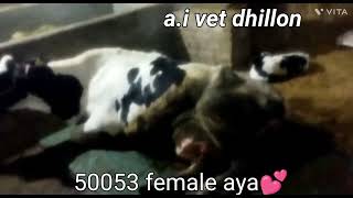 Denmark 50053.  female baby 💞 a.i vet dhillon 🚩 like cmnt shear krdeya kro ji 🙏