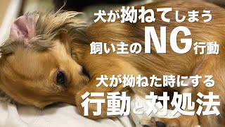 犬が拗ねてしまう飼い主のNG行動と拗ねた時に犬が見せる行動と対処法