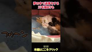 パパの声に夢の中で返事をする三毛猫  #shorts