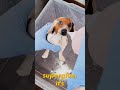 turning my dog into slink from toy story part 2 diy howto art 3dprinting toystory dog