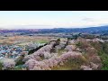 大森城山 空撮 福島市 sakura fukushima japan