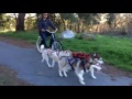 urban mushing with the husky pack