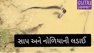 સાપ અને નોળિયાની લડાઈ | सांप और नेवले की लड़ाई | fight between snake and mongoose