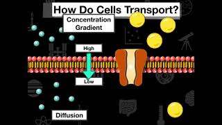 Diffusion and Permeability