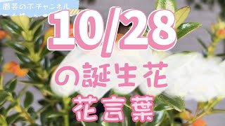 10/28の誕生花と花言葉【園芸のぶチャンネル】【１０月】【２８日】【ガーデニング】【雑学】【トリビア】【ヒポシルタ】