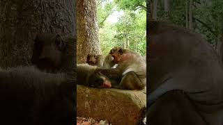 Best Video Monkeys , Funny Video 1993#monkey #animals #monkeyangkor