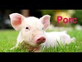 Sounds of domestic animals in Romanian.Let's learn domestic animals sounds