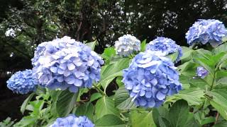 Hydrangea flowers at Asukayama Park (飛鳥山のあじさい)