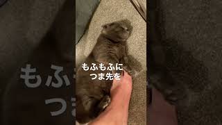 【寒い日におすすめ】つま先までポカポカの猫湯たんぽ🐱 #shorts