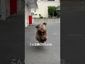 良い顔して走る犬 australianlabradoodle オーストラリアンラブラドゥードル ラブラドゥードル 犬 犬のいる暮らし shorts