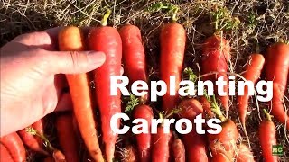 Replanting Carrots For Saving Seeds - After Harvesting.