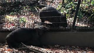 【ウォンバット】モモコにアピールしたいウォレス【茶臼山動物園】