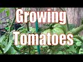 How We Grow Cherokee Purple Tomato Plants || Some How To Tips