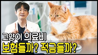 고양이 의료비용 지출이 부담되신다면, 보험이 더 유리할까요? 적금이 더 유리 할까요? 보험을 든다면 어떤 보험을 들까요? 언제 가입하는게 유리 한가요?