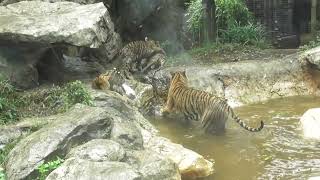 東京、上野動物園(三つ子ちゃんとママの水遊び～～(3)だよ！)ワ～～～イ！水遊びだあ～！今日のママは機嫌がいいから、大暴れしても叱られないよー！ソ～レ！バシャバシャイタタ～～!善くも僕の尻尾を．．．