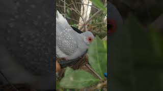 Dove Breedings on a Tree #short