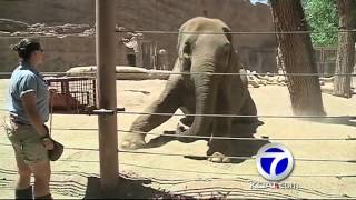 Zoo's pregnant elephant uses Pilates to stay in shape