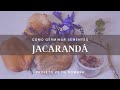 Como germinar sementes de Jacarandá