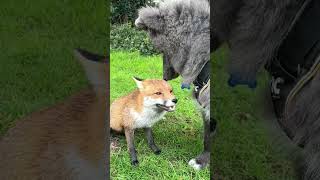 Fox and Wolf make friends  *cutest*