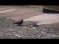 dusky crag martins collecting wet earth for nest