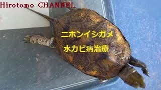 【カメ水槽】【閲覧注意】ニホンイシガメ 水カビ病 治療 飼育 方法　Japanese  rock turtle Water mold disease treatment