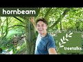 Hornbeam Tree - Facts & Identification