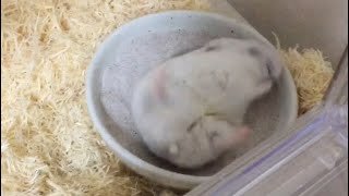 ハムスター 高速砂浴び hamster #Shorts