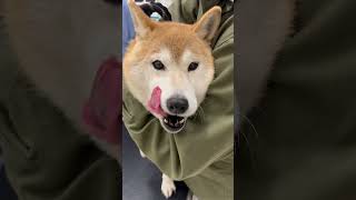 ペットクリニックにて爪切りをしてもらう柴犬マメ